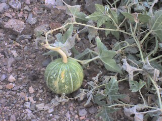 [Spherical gourd approximately 8-10 inches in diameter still connected to the vine bearing a multitude of leaves.]